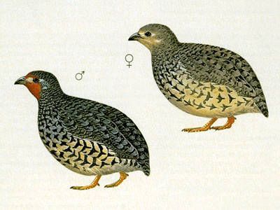 Jay of Bengal - Manipur Bush-Quail - Perdicula manipurensis - манипурская перепелка